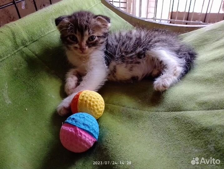 Котенок с сво