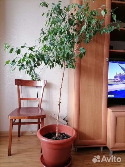 Фикус бенджамина