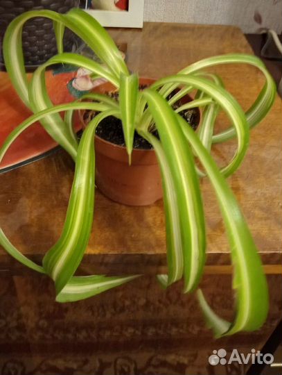 Хлорофитум