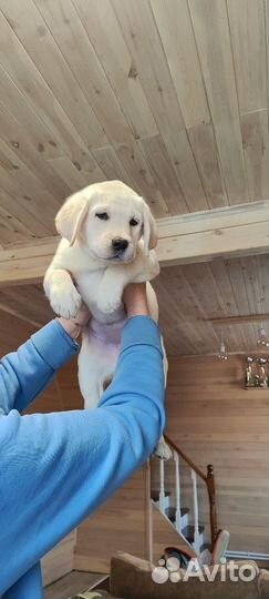 Щенок лабрадора