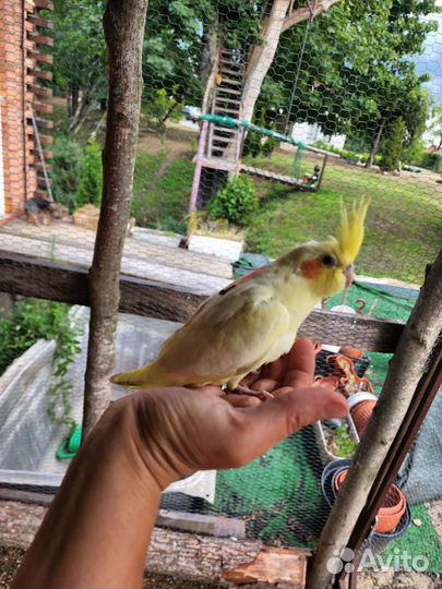 Попугай корелла птенец