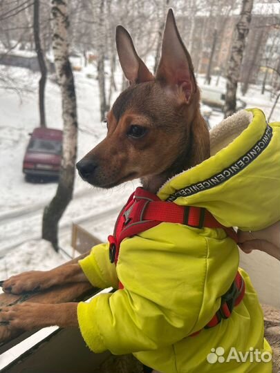 Щенок 7-8мес