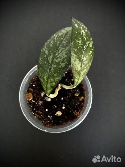 Хойи сортовые