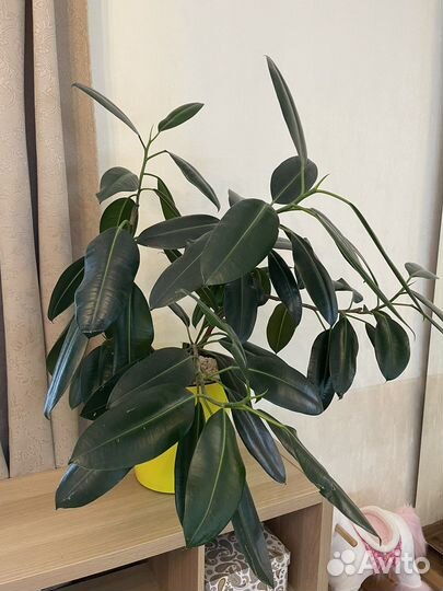 Фикус напольный