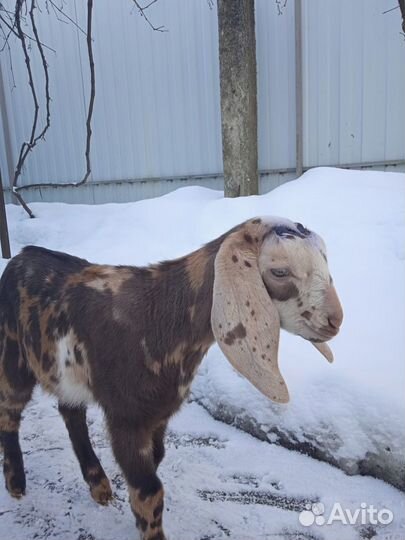 Обезроживание козлят, кастрация