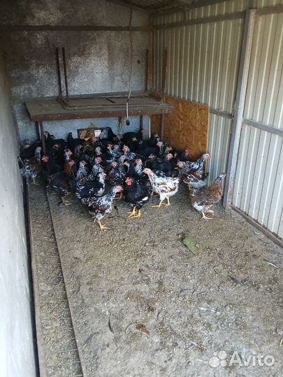 Петушки и курочки ливенские ситцевые