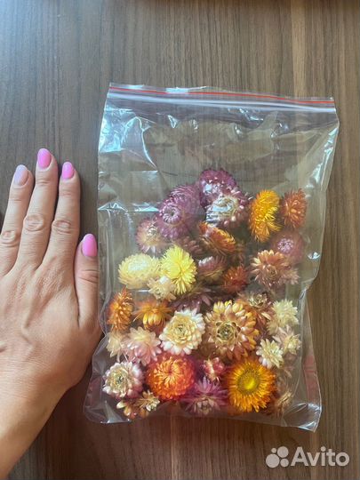 Гелихризиум 50 штук