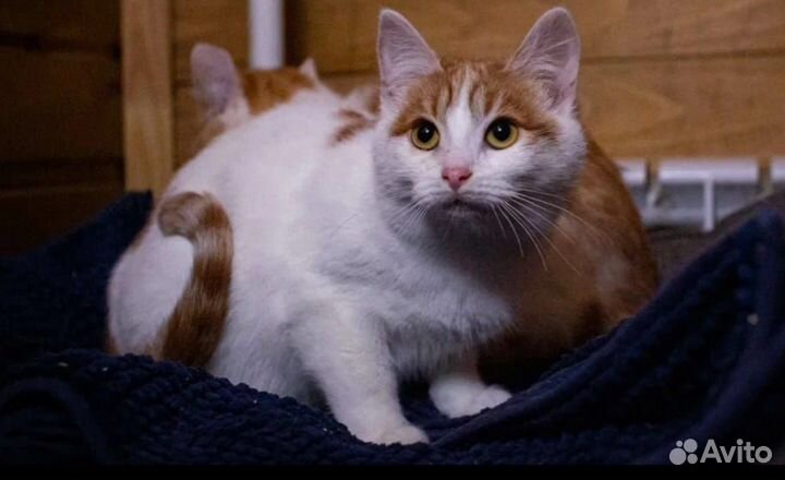 Кошка ждет любящий дом