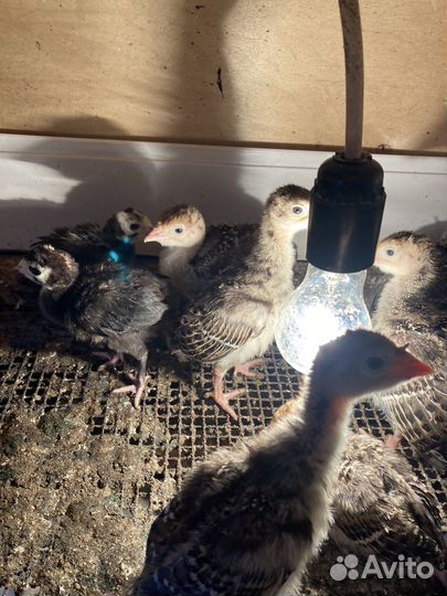 Индюшата, цыплята