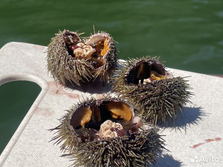 Морская прогулка рыбалка