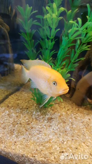 Рыба Цихлида Красная Зебра (Псевдотрофеус эстера)