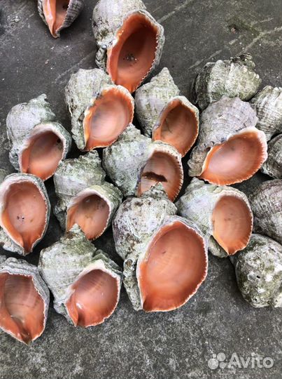 Ракушка рапан