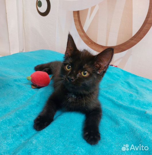 Кошки в добрые руки бесплатно