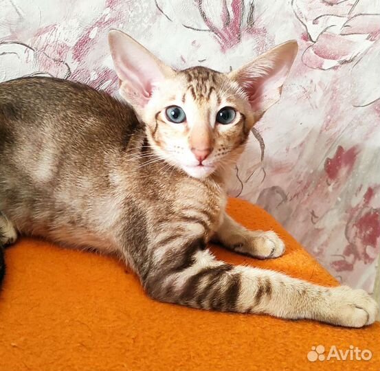 Ориентальные малышки