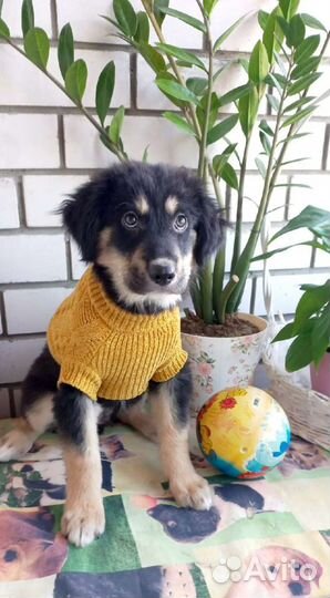 Вязаный свитер для собаки размер S