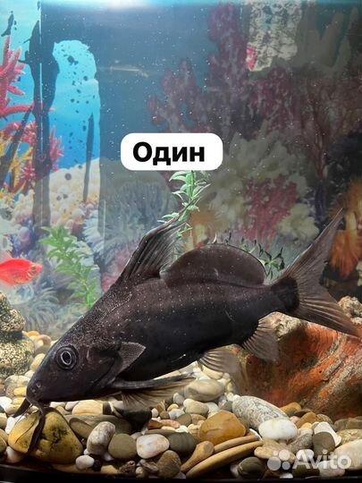 Аквариумные рыбы