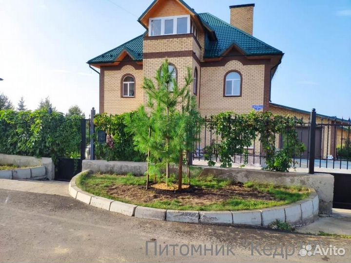 Сибирский Кедр