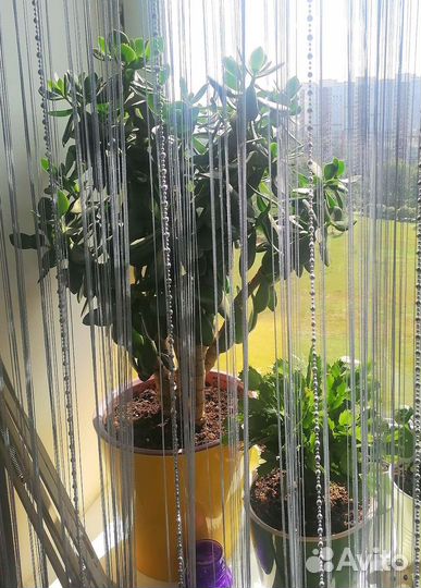 Большое Денежное дерево с горшком