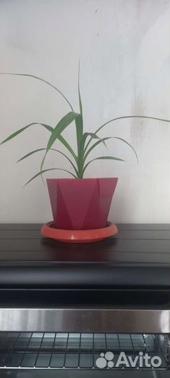 Пальма панданус