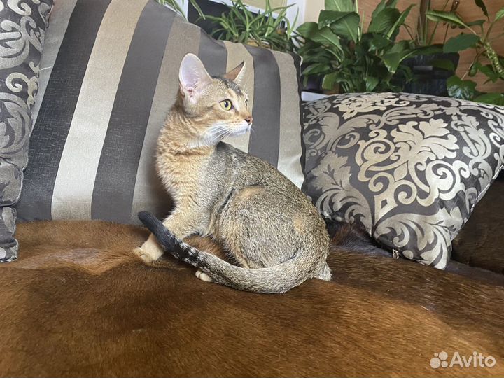 Чаузи Котик Афиноген