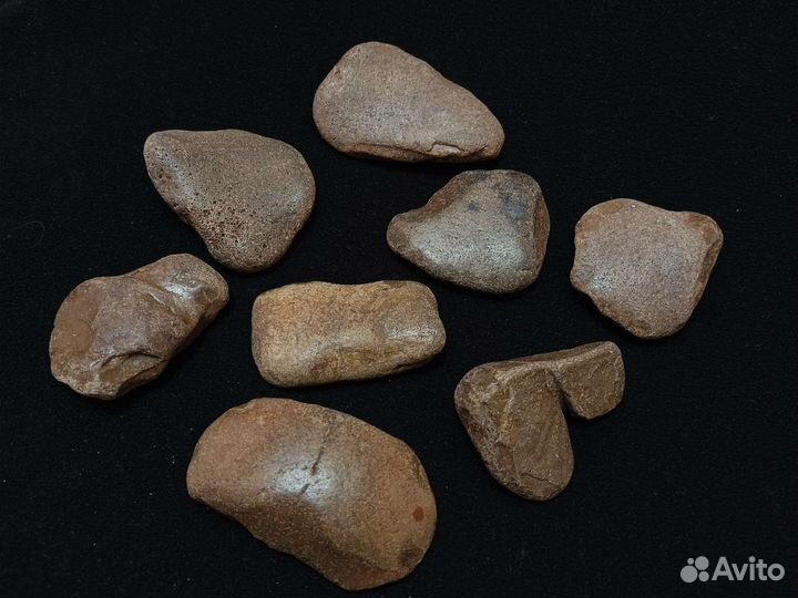 Набор окаменелостей (лопатка кита)