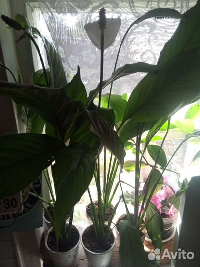 Спатифиллум