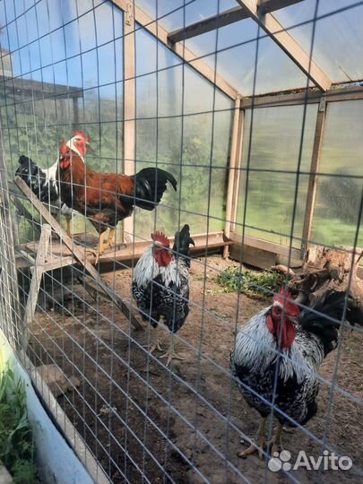 Молодые петухи