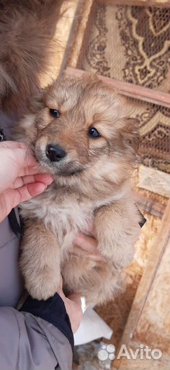 Маленькая собака в добрые руки бесплатно