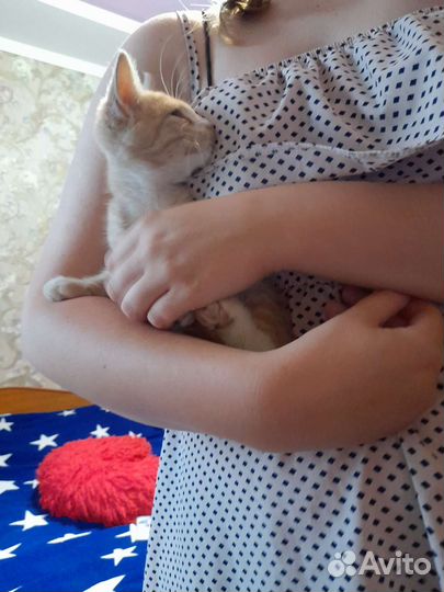 Котики в добрые руки бесплатно