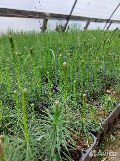 Сеянцы сосны зкс оптом