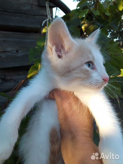 В добрые руки