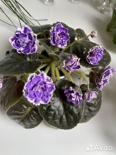 Детки и стартеры сортовых фиалок