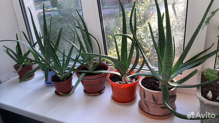 Алоэ вера детки