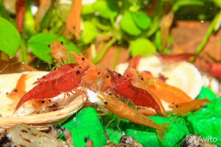 Аквариумные креветки