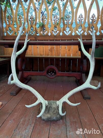 Продам рога марала