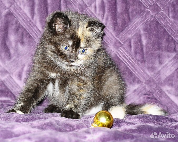 Британская кошечка