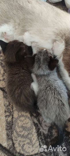 Котята в добрые руки