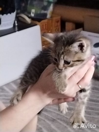 Котята