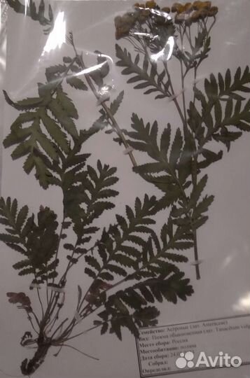 Гербарий травянистых растений