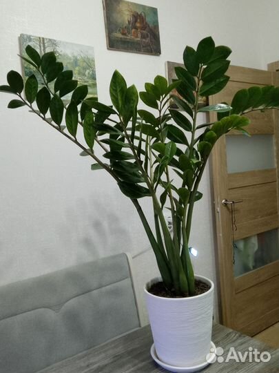 Замиокулькас