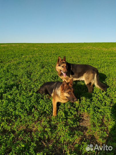 Щенки немецкой овчарки