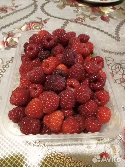 Саженцы ремонтантной малины