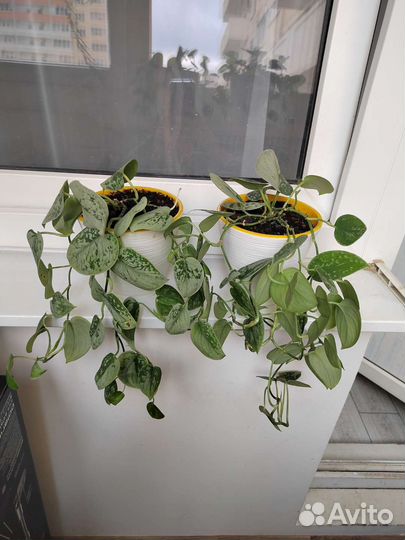 Сансевиерия / Сциндапсус Silver Ann