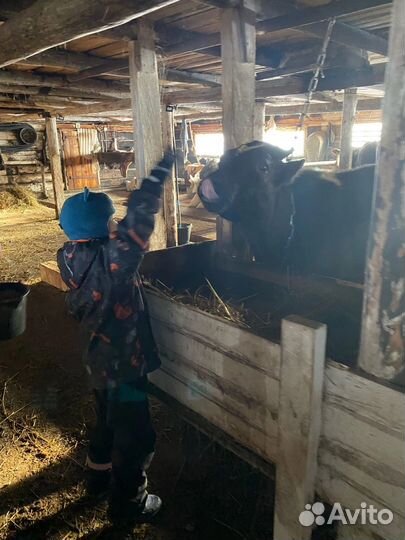 Тушенка из говядины домашняя