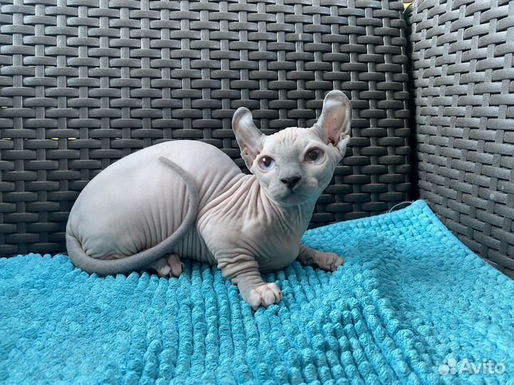 Котенок двельф девочка- 4 месяца