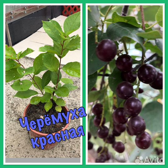 Кустарники