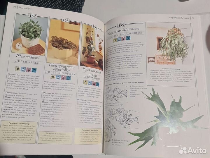Практическое руководство комнатные растения