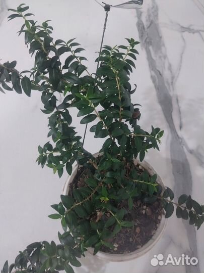 Мирт тарантино, большой саженец