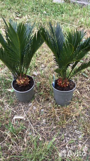 Цикас революта