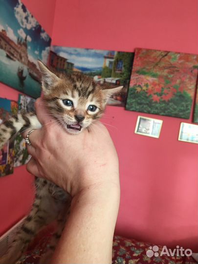 Бенгальские котята